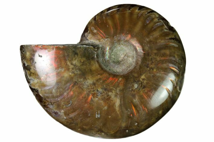 Red Flash Ammonite Fossil - Madagascar #151702